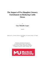 The impact of pre-slaughter sensory enrichment on reducing cattle stress