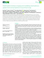 Multimodal correlative imaging and modelling of phosphorus uptake from soil by hyphae of mycorrhizal fungi
