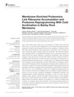 Membrane-enriched proteomics link ribosome accumulation and proteome reprogramming with cold acclimation in barley root meristems