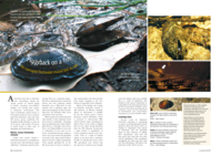 Piggyback on a fish: the marsupial freshwater mussel tells its tale