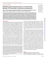 Butterfly gyroid nanostructures as a time-frozen glimpse of intracellular membrane development