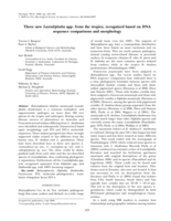 Three new Lasiodiplodia spp. from the tropics, recognized based on DNA sequence comparisons and morphology