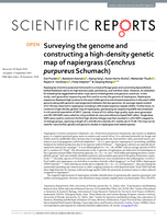 Surveying the genome and constructing a high-density genetic map of napiergrass (Cenchrus purpureus Schumach)