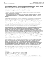 Structural and chemical characterisation of the biomineralized teeth in marine molluscs using focused ion beam (FIB) processing and TEM