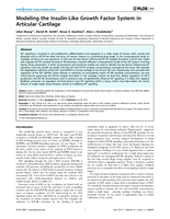 Modeling the Insulin-Like growth factor system in articular cartilage
