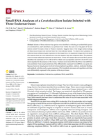 Small RNA analyses of a ceratobasidium isolate infected with three endornaviruses