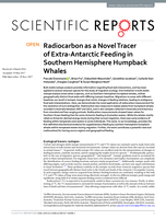 Radiocarbon as a novel tracer of extra-Antarctic feeding in Southern Hemisphere Humpback Whales