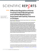 Differential regulation of genes involved in root morphogenesis and cell wall modification is associated with salinity tolerance in chickpea