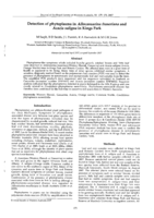 Detection of phytoplasma in Allocasurina fraseriana and Acacia saligna in Kings Park