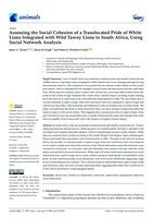 Assessing the social cohesion of a translocated pride of white lions integrated with wild tawny lions in South Africa, using social network analysis