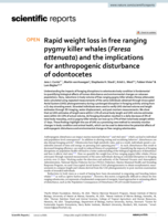 Rapid weight loss in free ranging pygmy killer whales (Feresa attenuata) and the implications for anthropogenic disturbance of odontocetes