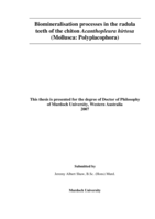 Biomineralisation processes in the radula teeth of the chiton Acanthopleura hirtosa (Mollusca: Polyplacophora)