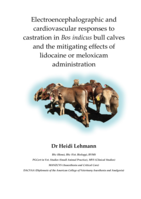 Electroencephalographic and cardiovascular responses to castration in Bos indicus bull calves and the mitigating effects of lidocaine or meloxicam administration