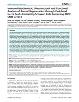 Immunohistochemical, ultrastructural and functional analysis of axonal regeneration through peripheral nerve grafts containing Schwann cells expressing BDNF, CNTF or NT3
