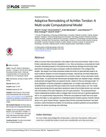 Adaptive remodeling of achilles tendon: A Multi-scale computational model