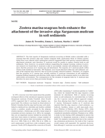 Zostera marina seagrass beds enhance the attachment of the invasive alga Sargassum muticum in soft sediments
