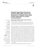 Flagellar basal body structural proteins FlhB, FliM, and FliY are required for Flagellar-Associated protein expression in listeria monocytogenes