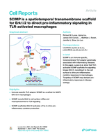 SCIMP is a spatiotemporal transmembrane scaffold for Erk1/2 to direct pro-inflammatory signaling in TLR-activated macrophages