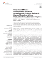 Halotolerant marine Rhizosphere-Competent actinobacteria promote salicornia bigelovii growth and seed production using seawater irrigation