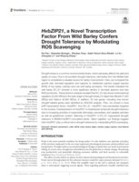 HvbZIP21, a Novel Transcription Factor From Wild Barley Confers Drought Tolerance by Modulating ROS Scavenging