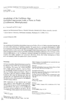 Morphology of the Caribbean alga: Goniolithon improcerum Foslie et Howe in Foslie (Corallinaceae, Rhodophyceae)