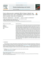 Cystic echinococcosis in marketed offal of sheep in Basrah, Iraq: Abattoir-based survey and a probabilistic model estimation of the direct economic losses due to hydatid cyst