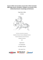 Sexual conflict and secondary sexual traits in West Australian Riffle Bugs (Insecta: Hemiptera: Veliidae). An overview of the relationship between morphology and behaviour