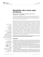 Mesothelial cells in tissue repair and fibrosis