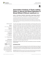 Association analysis of grain-setting rates in apical and basal spikelets in bread wheat (Triticum aestivum L.)