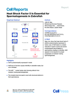 Heat shock factor 5 is essential for Spermatogenesis in Zebrafish