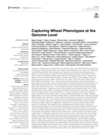 Capturing wheat phenotypes at the genome level