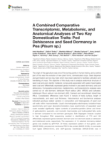 A combined comparative transcriptomic, metabolomic, and anatomical analyses of two key domestication traits: Pod dehiscence and seed dormancy in pea (Pisum sp.)