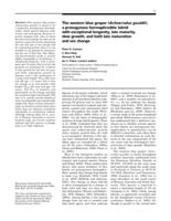 The western blue groper (Achoerodus gouldii), a protogynous hermaphroditic labrid with exceptional longevity, late maturity, slow growth, and both late maturation and sex change