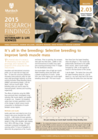 It’s all in the breeding: Selective breeding to improve lamb muscle mass