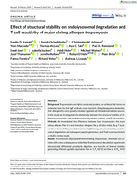 Effect of structural stability on endolysosomal degradation and T‐cell reactivity of major shrimp allergen tropomyosin