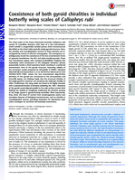 Coexistence of both gyroid chiralities in individual butterfly wing scales of Callophrys rubi