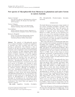 New species of Mycosphaerella from Myrtaceae in plantations and native forests in eastern Australia