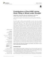Contributions of root WSC during grain filling in wheat under drought