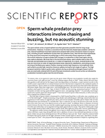 Sperm whale predator-prey interactions involve chasing and buzzing, but no acoustic stunning