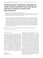 Polydorid species (Polychaeta: Spionidae) in south-western Australian waters with special reference to Polydora uncinata and Boccardia knoxi