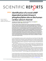 Identification of a novel cAMP dependent protein kinase A phosphorylation site on the human cardiac calcium channel