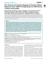 Fine physical and genetic mapping of powdery mildew resistance gene MlIW172 originating from wild emmer (Triticum dicoccoides)
