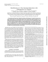 Identification of a new intestinal spirochete with pathogenicity for chickens