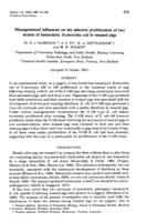 Managemental influences on the selective proliferation of two strains of haemolytic Escherichia coli in weaned pigs