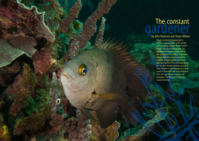 The constant gardener