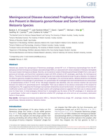 Meningococcal disease-associated prophage-like elements are present in Neisseria gonorrhoeae and some commensal Neisseria species