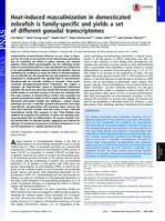 Heat-induced masculinization in domesticated zebrafish is family-specific and yields a set of different gonadal transcriptomes