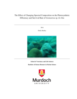 The effect of changing spectral composition on the photosynthetic efficiency and survival rate of Goniastrea sp. Ex Situ