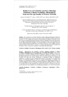 Rediscovery of Gelidiella ramellosa (Kützing) Feldmann et Hamel (Gelidiales, Rhodophyta) from near the type locality in Western Australia