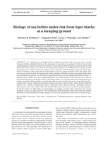 Biology of sea turtles under risk from tiger sharks at a foraging ground